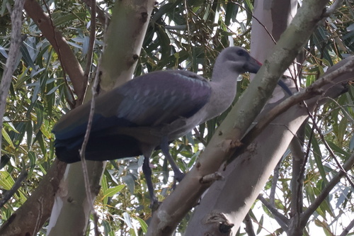 iNaturalist image