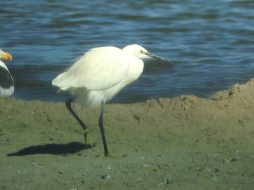 iNaturalist image