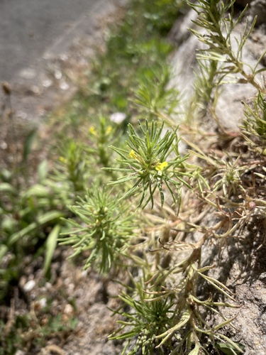 Ground-pine