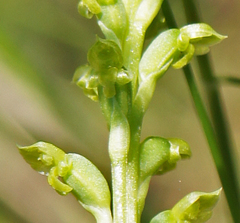 Microtis oblonga
