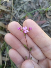Stylidium lineare
