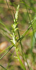 Microtis oblonga