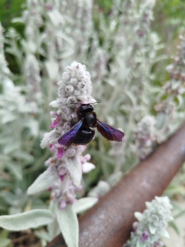 Xylocopa