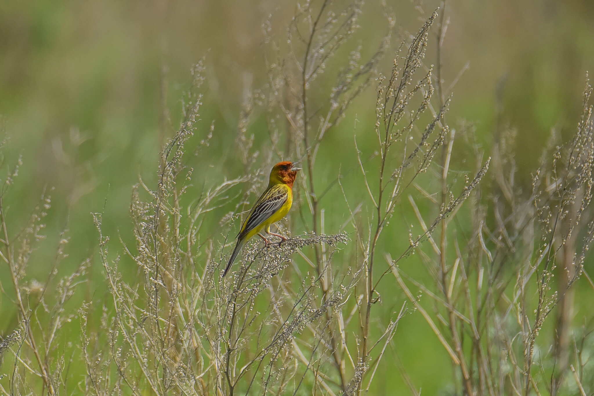 Red-headed Bunting (Emberiza bruniceps), photo 3