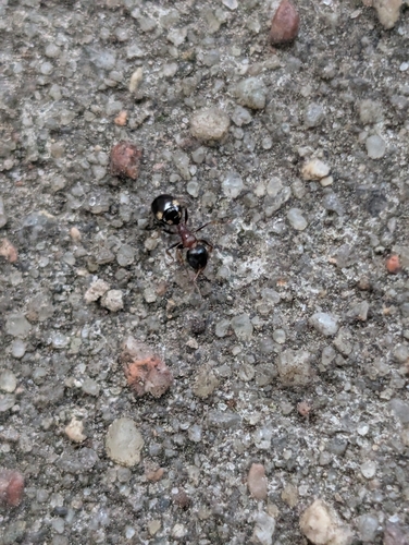 Four-Spotted Odorous Ant