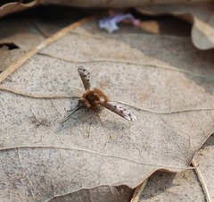 Bombylius callopterus