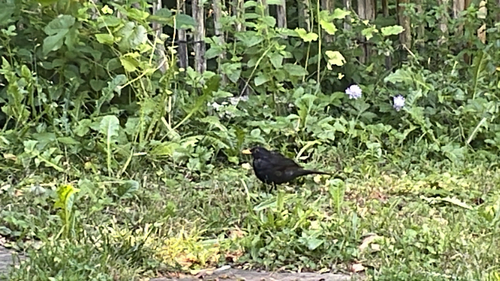 Amsel