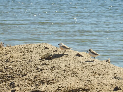 iNaturalist image