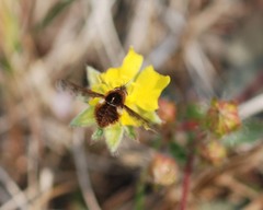 Bombylius callopterus