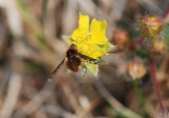Bombylius callopterus