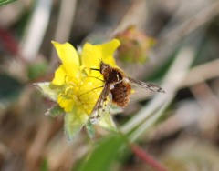 Bombylius callopterus
