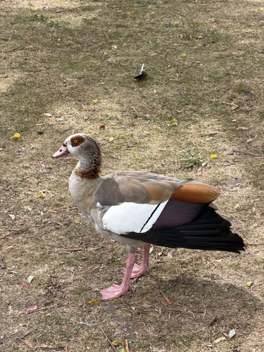 iNaturalist image