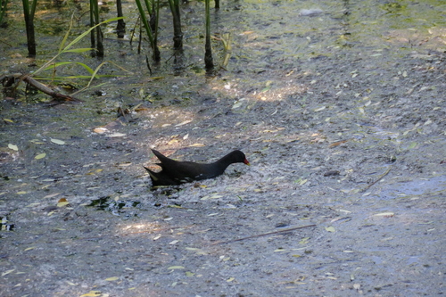 iNaturalist: (c) Александра Василевская, some rights reserved (CC BY-NC), uploaded by Александра Василевская iNaturalist image