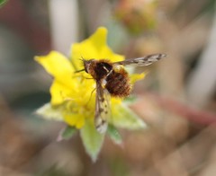 Bombylius callopterus
