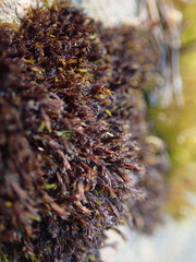 Schistidium papillosum