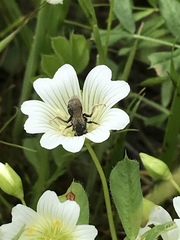 Andrena pulverea