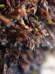 Schistidium papillosum