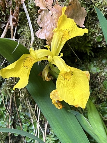 Yellow Iris