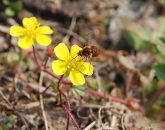 Bombylius callopterus