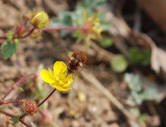 Bombylius callopterus