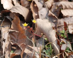 Potentilla fragarioides
