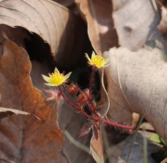 Potentilla fragarioides
