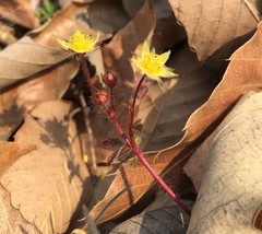 Potentilla fragarioides