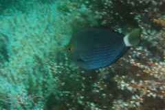Acanthurus mata