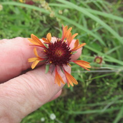 Gaillardia aestivalis