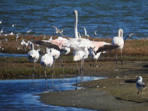 iNaturalist image