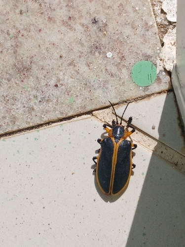 Mecistomela marginata