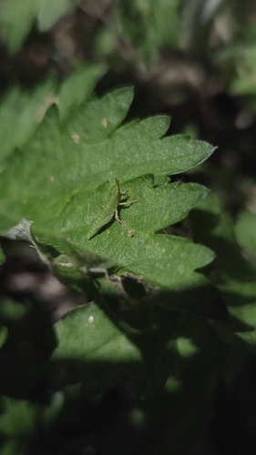 Atractomorpha lata
