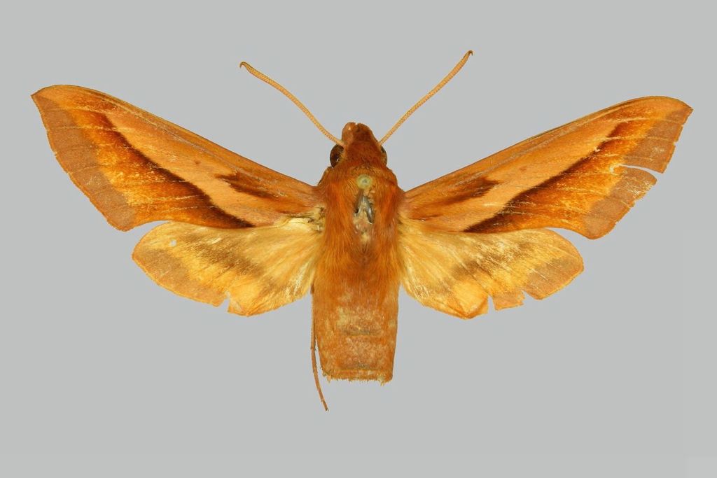 Henderson Hawkmoth
