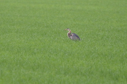 iNaturalist image