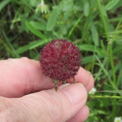 Gaillardia aestivalis