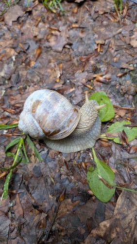 Roman Snail