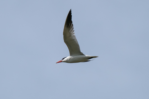 iNaturalist: (c) Galym Baitimbet, some rights reserved (CC BY-NC), uploaded by Galym Baitimbet iNaturalist image