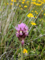 Castilleja densiflora densiflora