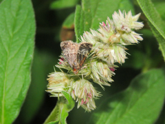 Aconzarba semitorrida