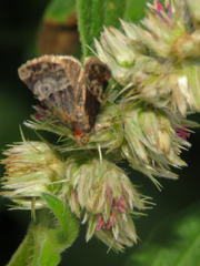 Aconzarba semitorrida