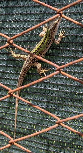 Italian Wall Lizard