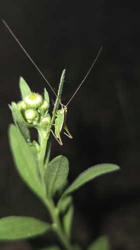 Spotted Meadow Katydid