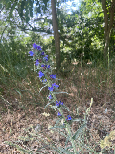 viper's-bugloss
