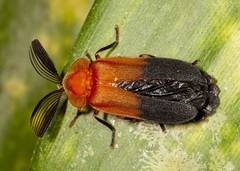 Cladodes plumosa