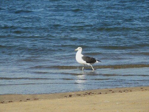 iNaturalist image
