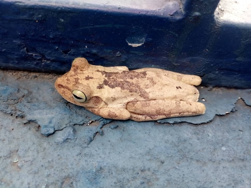 Banana Tree Dwelling Frog