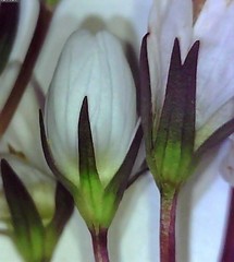 Gentianella cunninghamii
