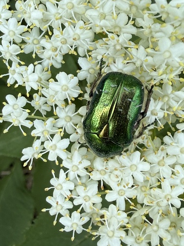 European Rose Chafer