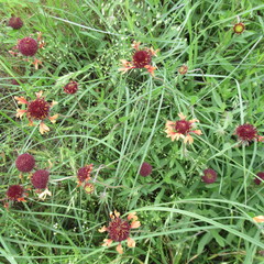 Gaillardia aestivalis