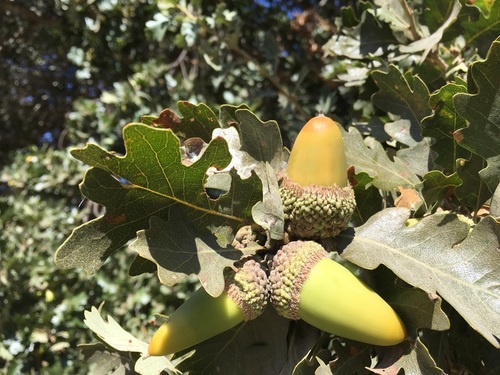 iNaturalist observation photo of valley oak